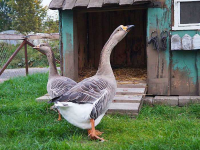 Unsere Gänse
