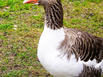 Unsere Gänse